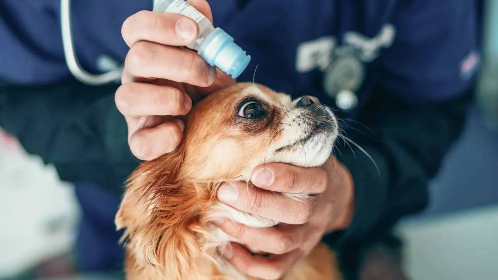 ojos rojos en perros (1)