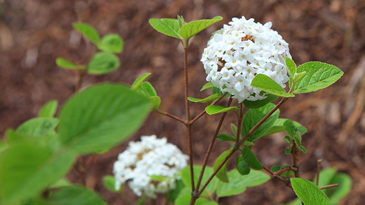Arbustos para el invierno   durillo
