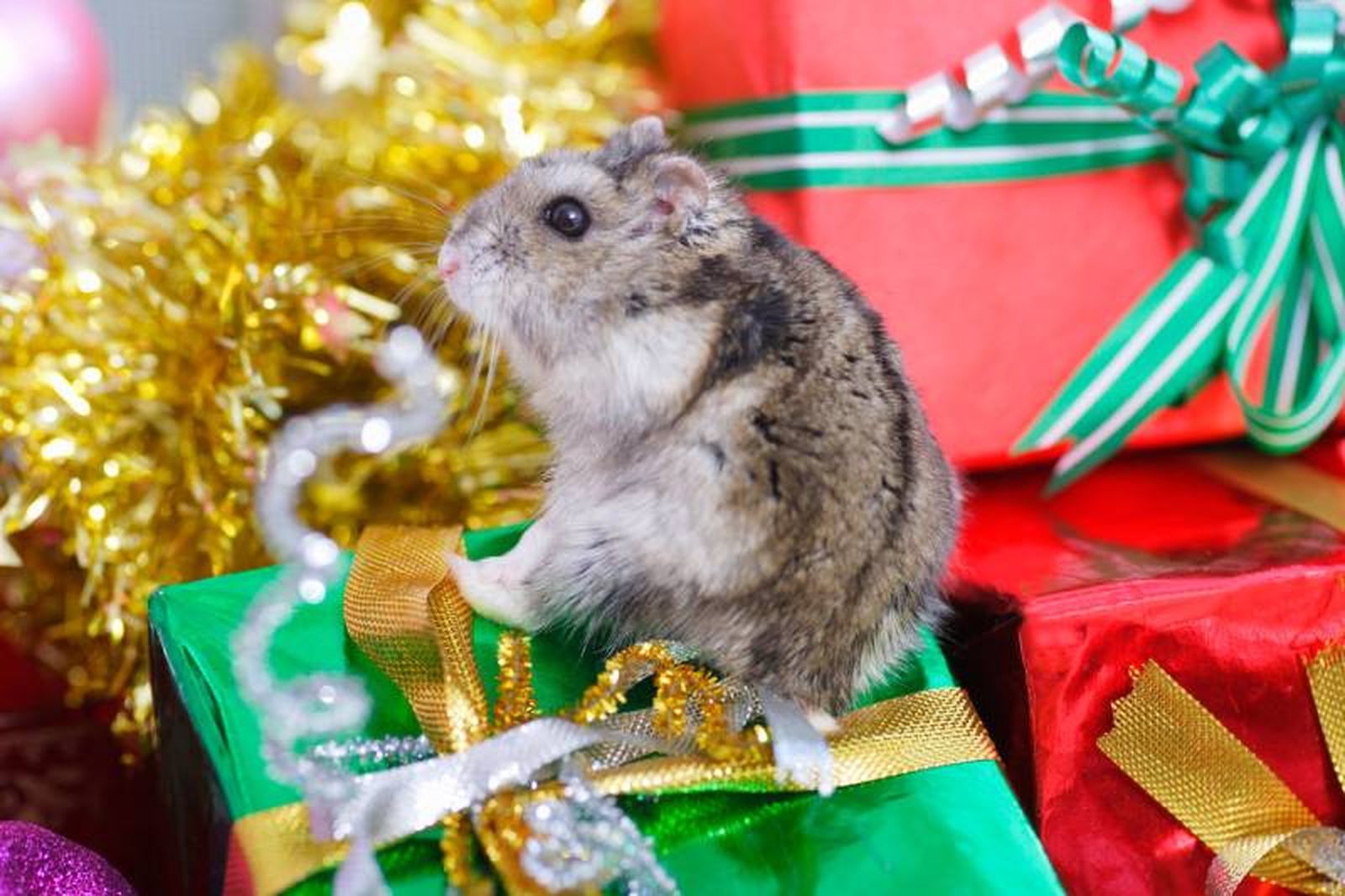 ¿Sabías que existen cestas de Navidad para pequeñas mascotas?