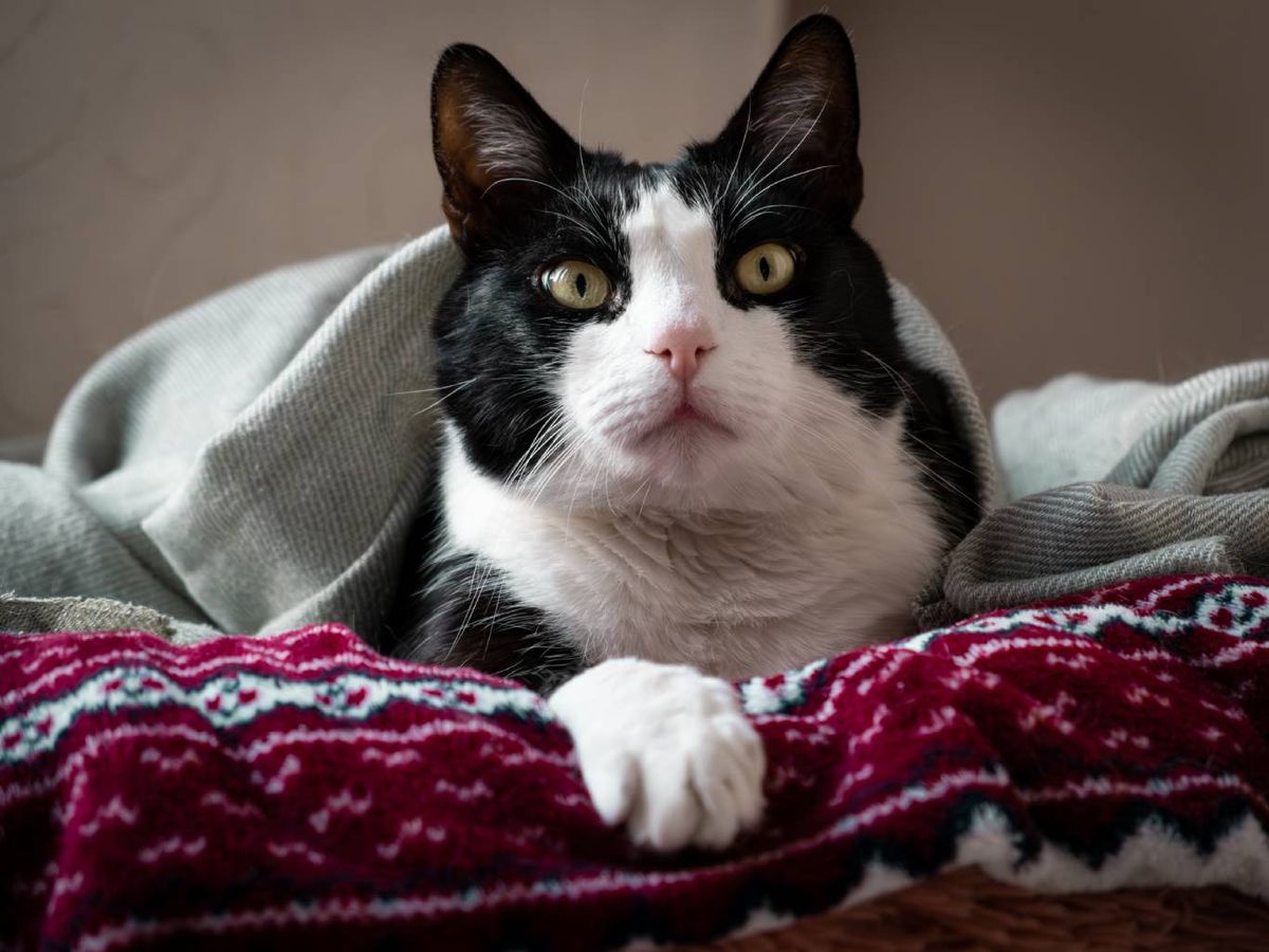 El patrón tuxedo puede darse tanto en los machos, como en las hembras.