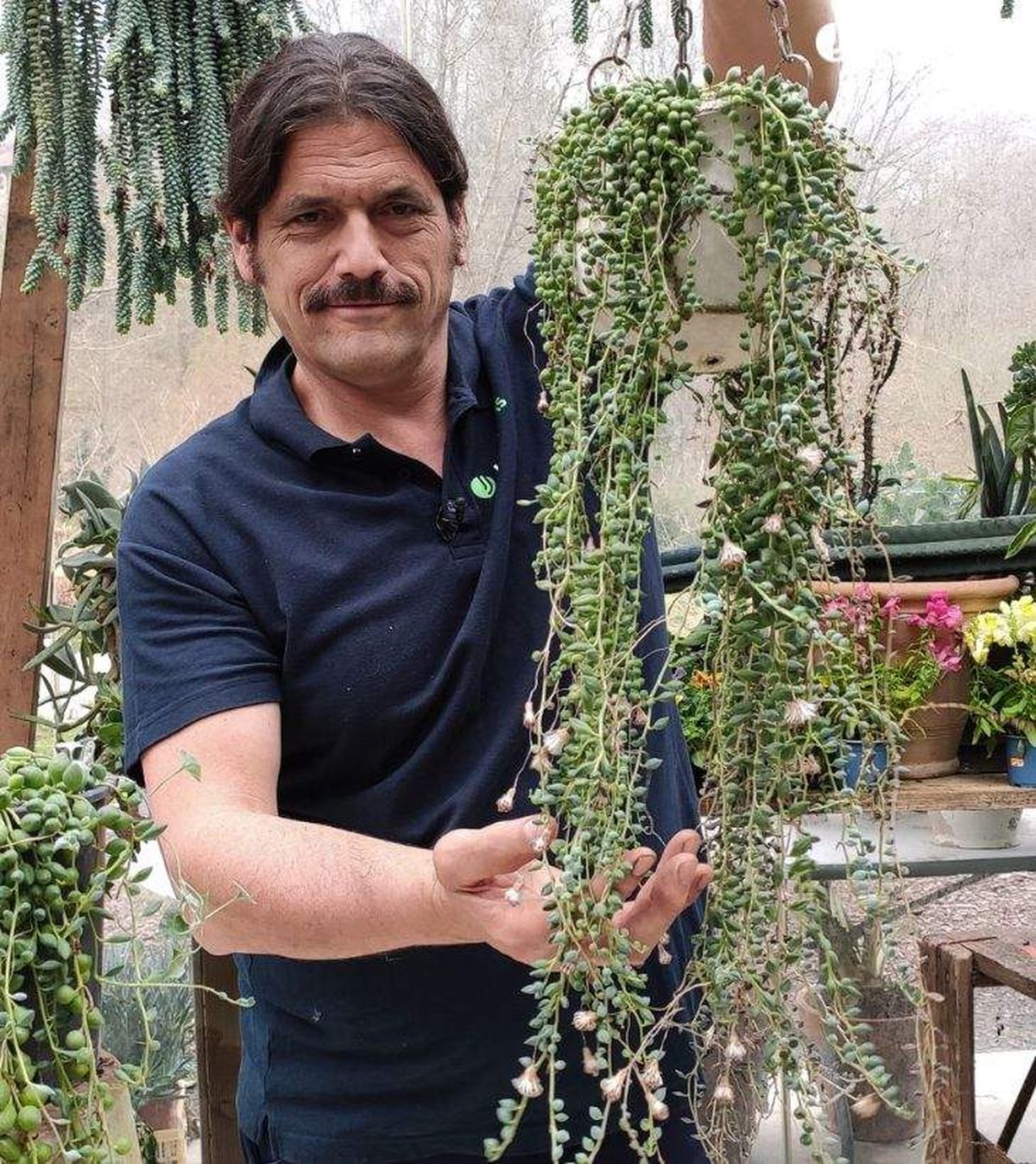 senecio rowleyanus planta rosario jardinatis