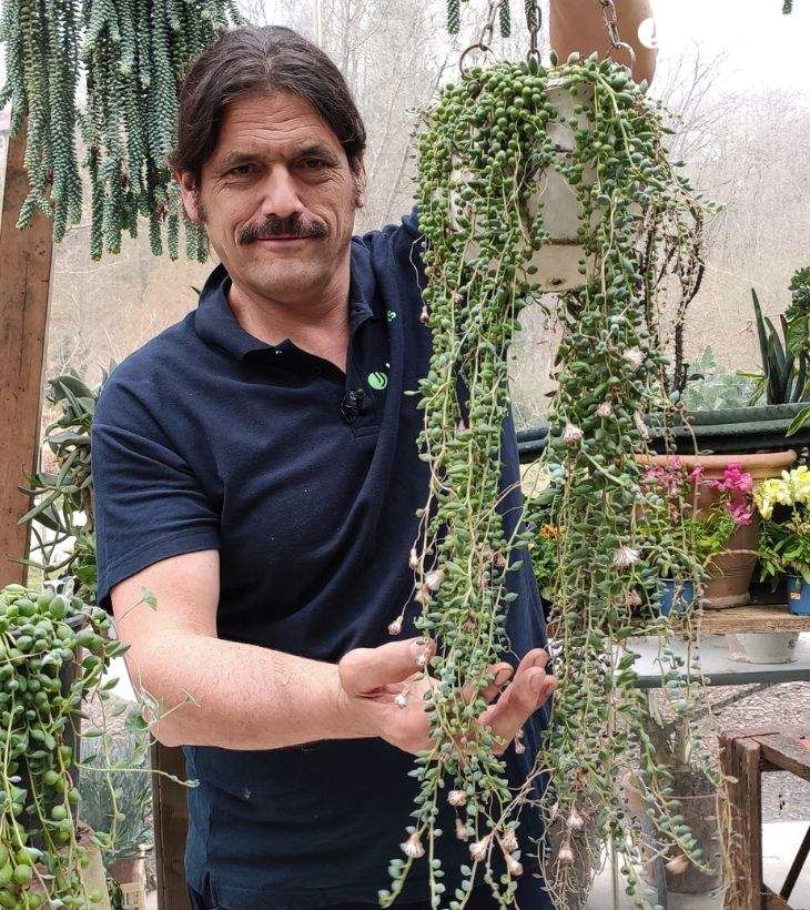 senecio rowleyanus planta rosario jardinatis