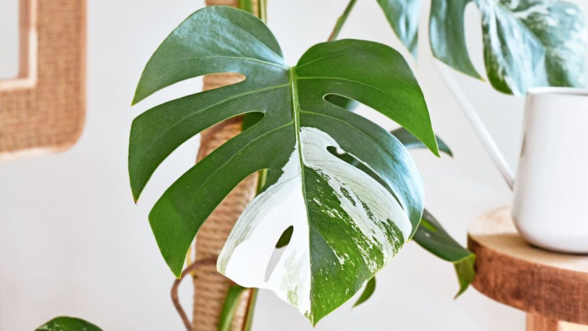 Monstera.deliciosa variegata albo marginata