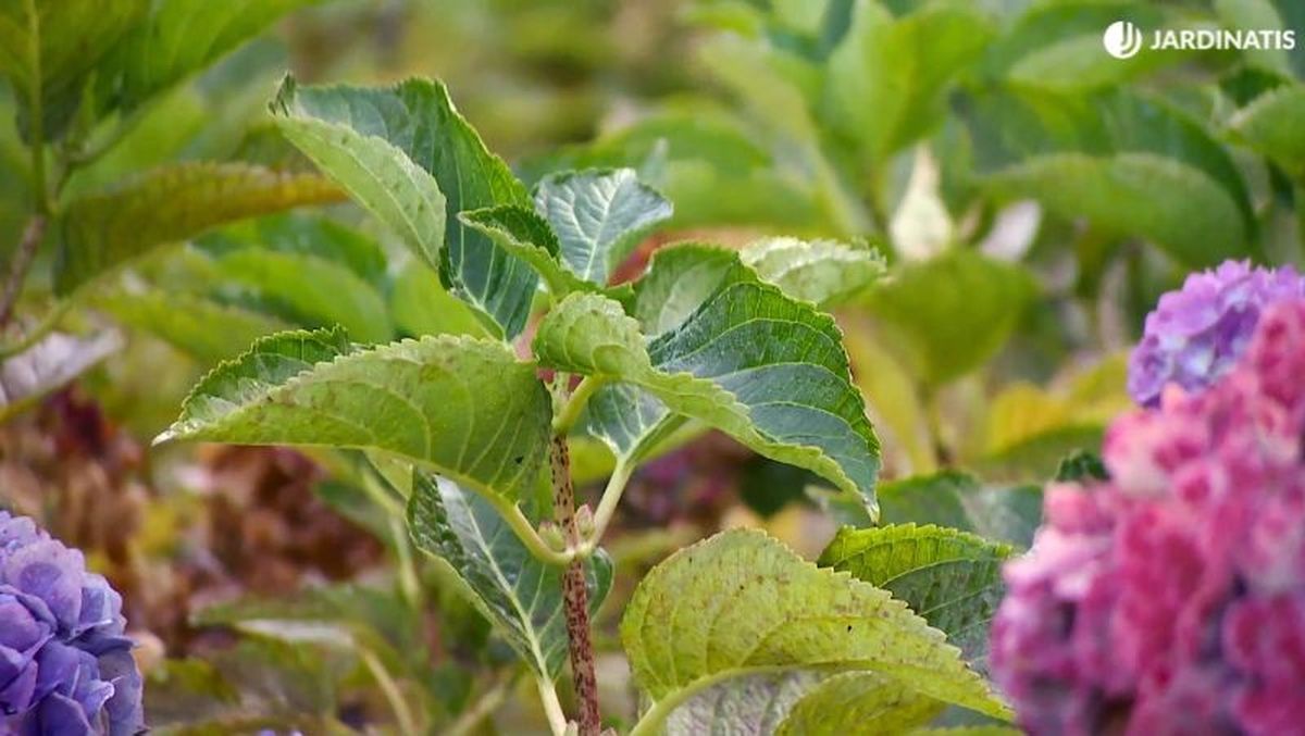 Chupones de hortensia con flor