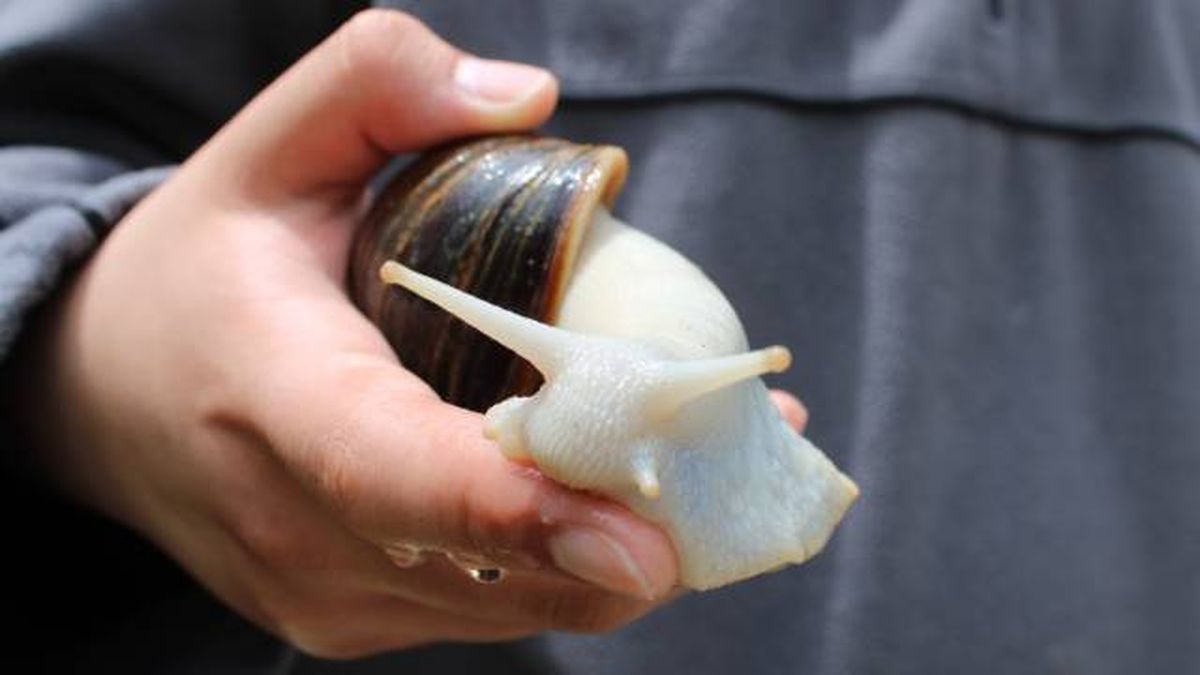 caracol gigante africano peligrosos no tocar riesgo enfermedades