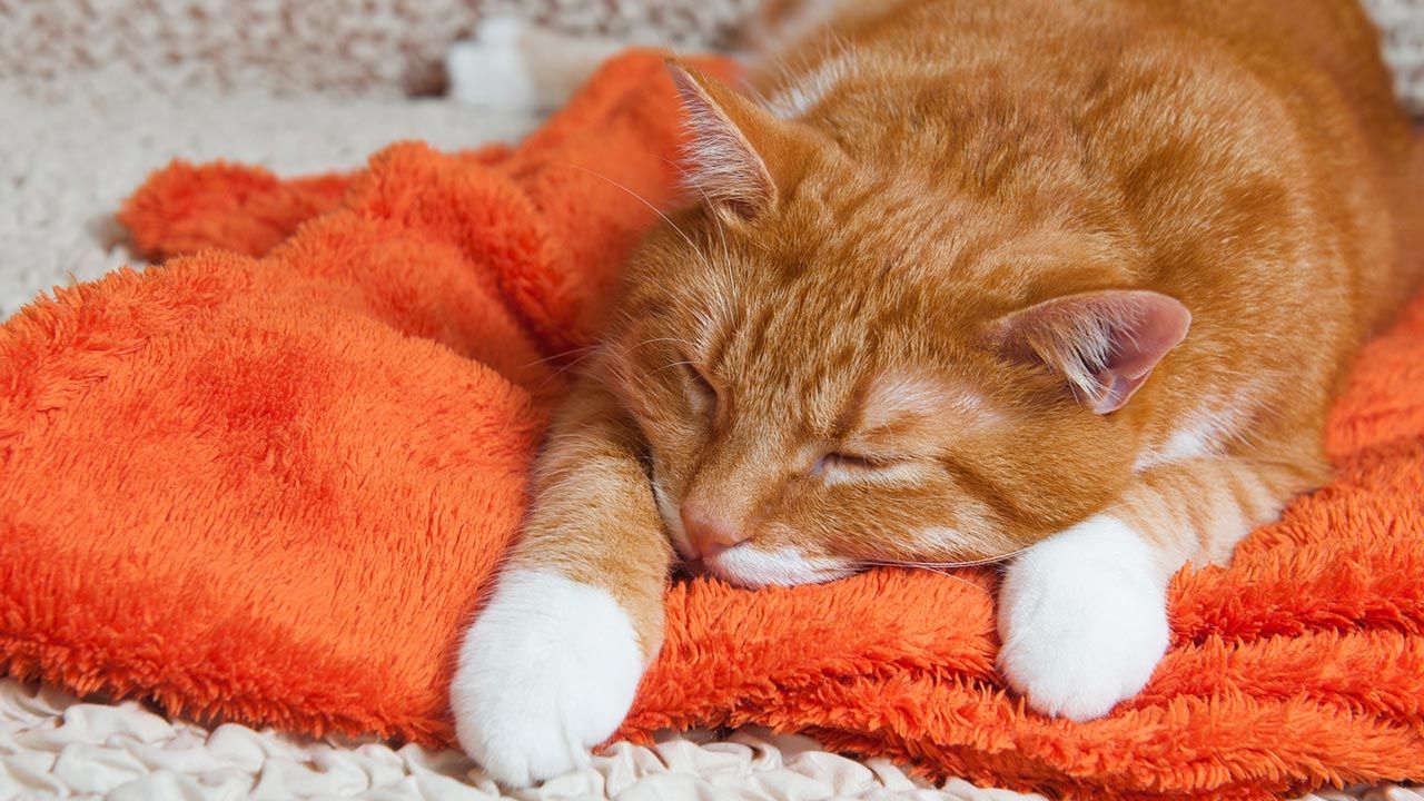 cosas donar refugio animales 7