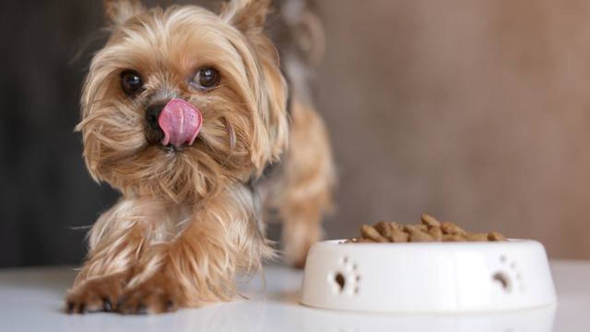 cuidados especificos perros raza pequena comida