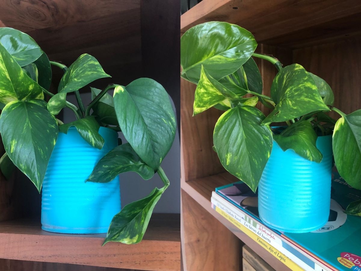 Lata de conserva reutilizada como tiesto / Fotos: Hogarmania