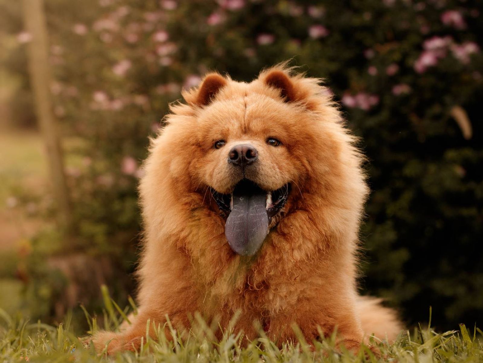 En algunas razas caninas la pigmentación azulada es completamente normal.
