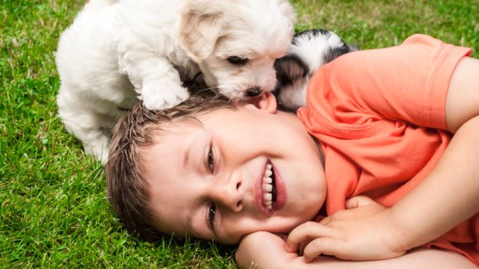 coton de tulear 2