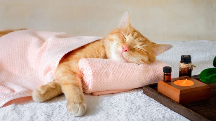aromaterapia en gatos 3