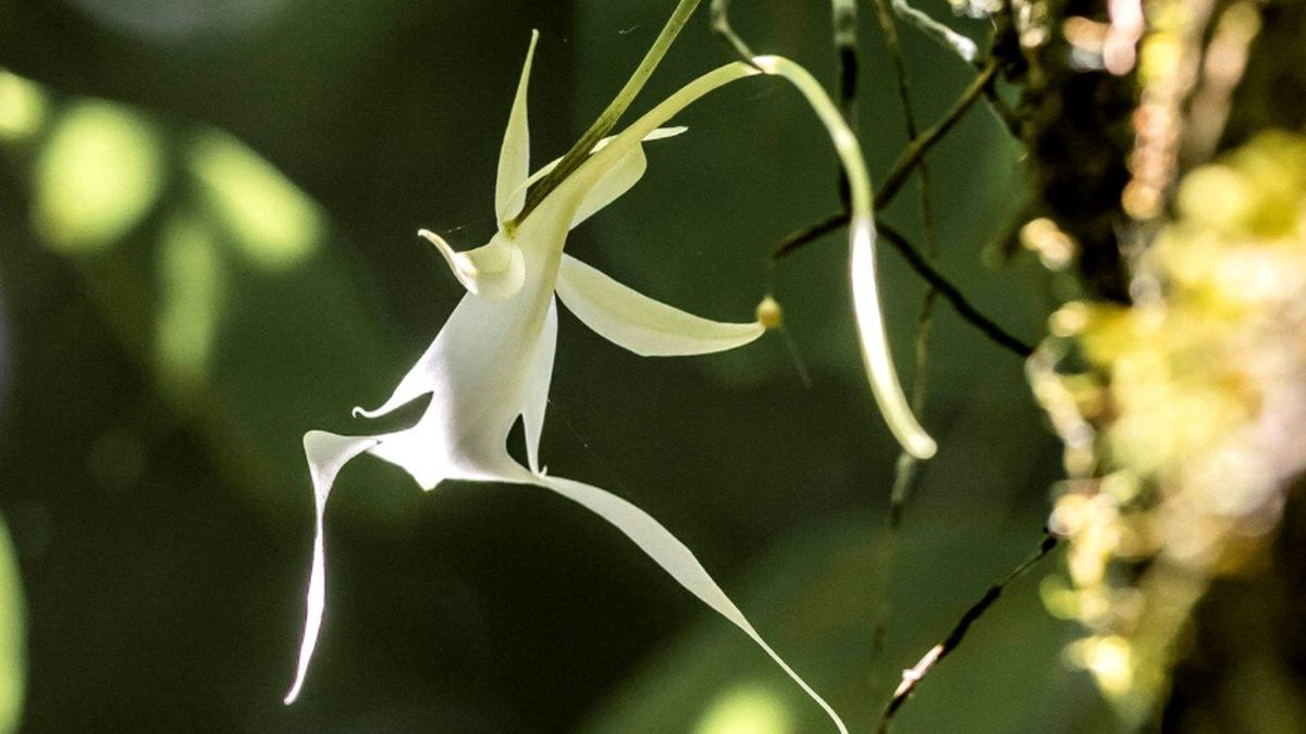 florece primera orquidea fantasma florida reino unido