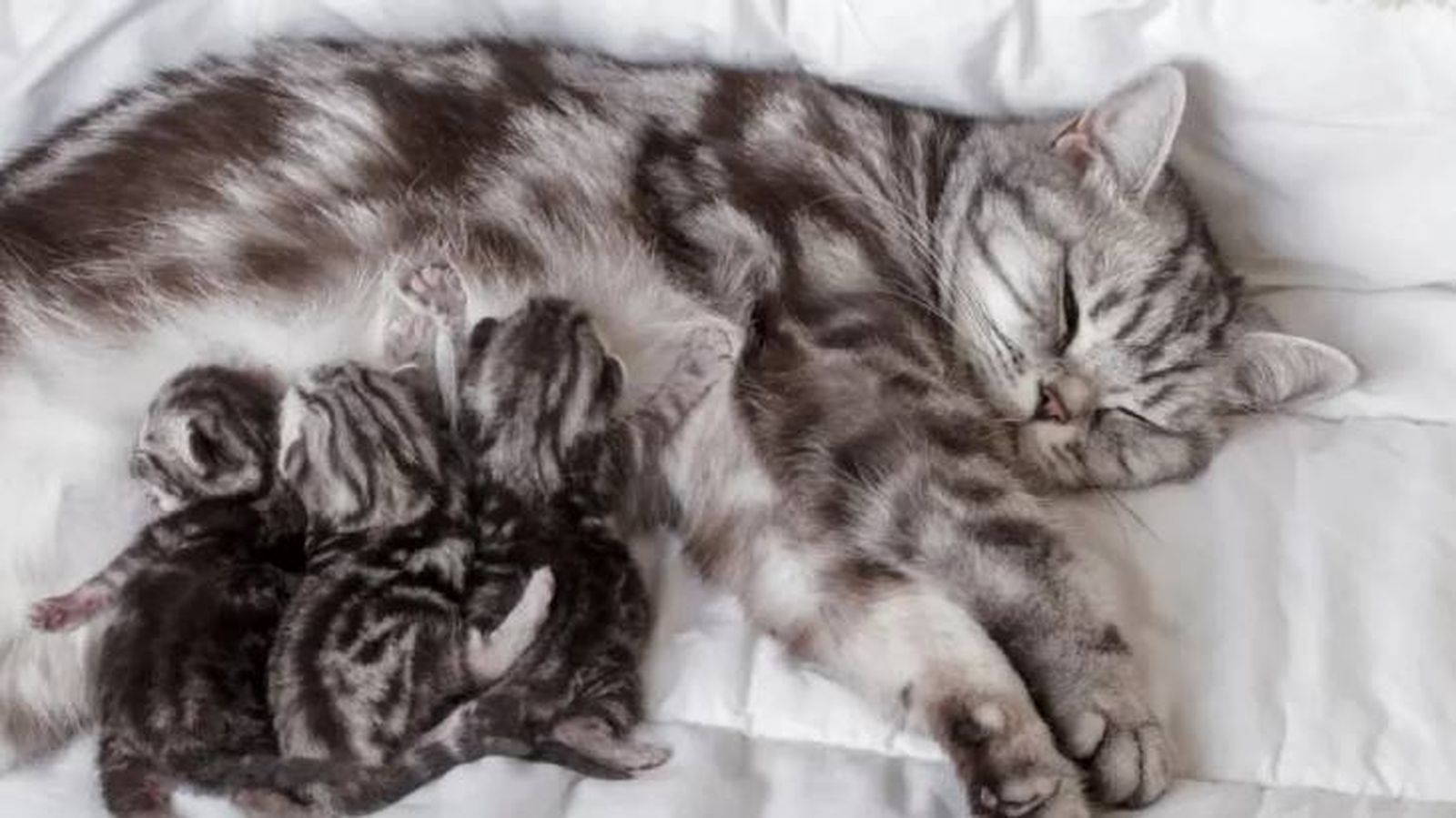 a que edad abren los ojos los gatitos 7 (1)