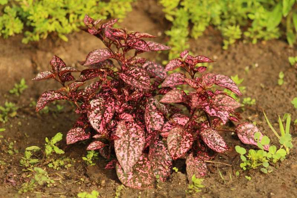 Hypoestes cultivado en el jardín