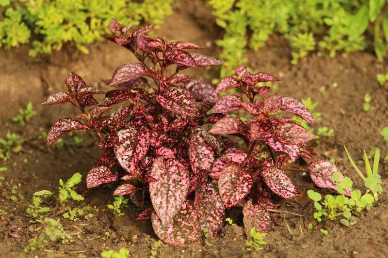 Hypoestes cultivado en el jardín