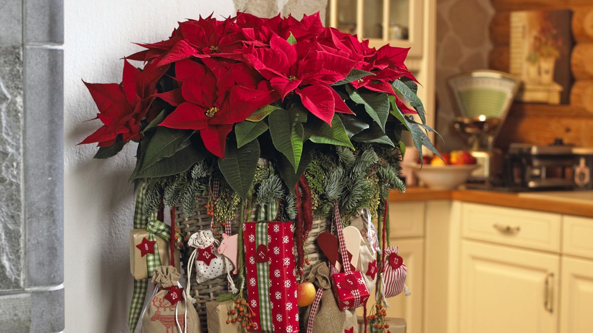 calendario de adviento flor de pascua