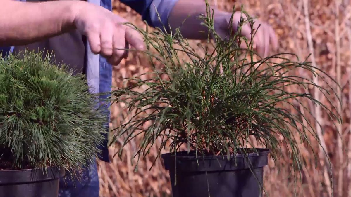 brico 939 3 coniferas forma esferica thuya plicata whipcord