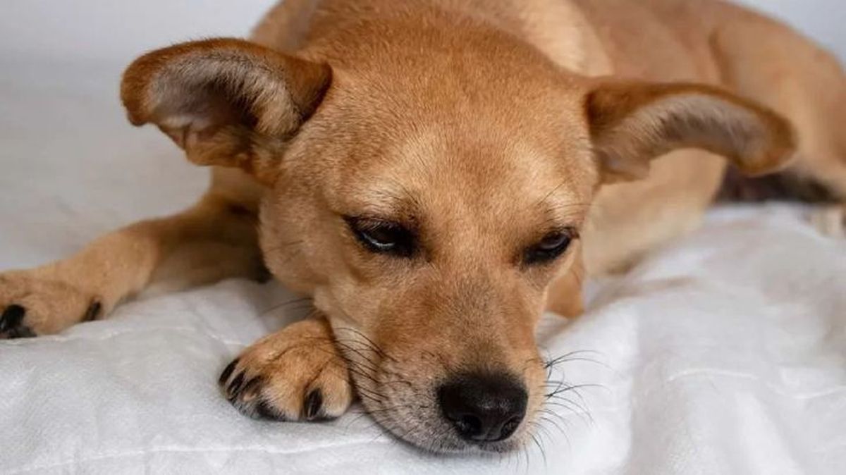 epilepsia en perros 3