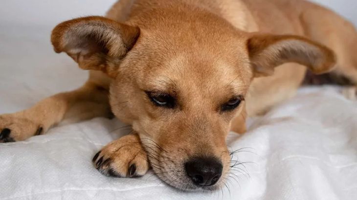 epilepsia en perros 3