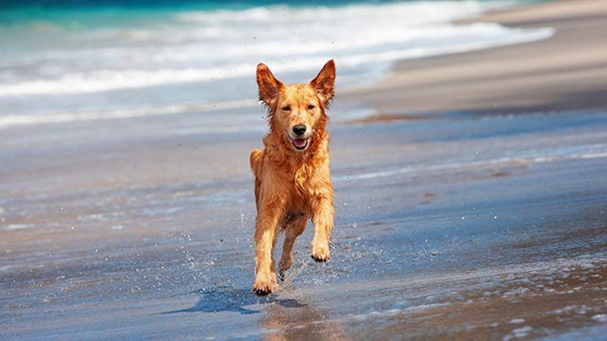 mascotas playas perros espana