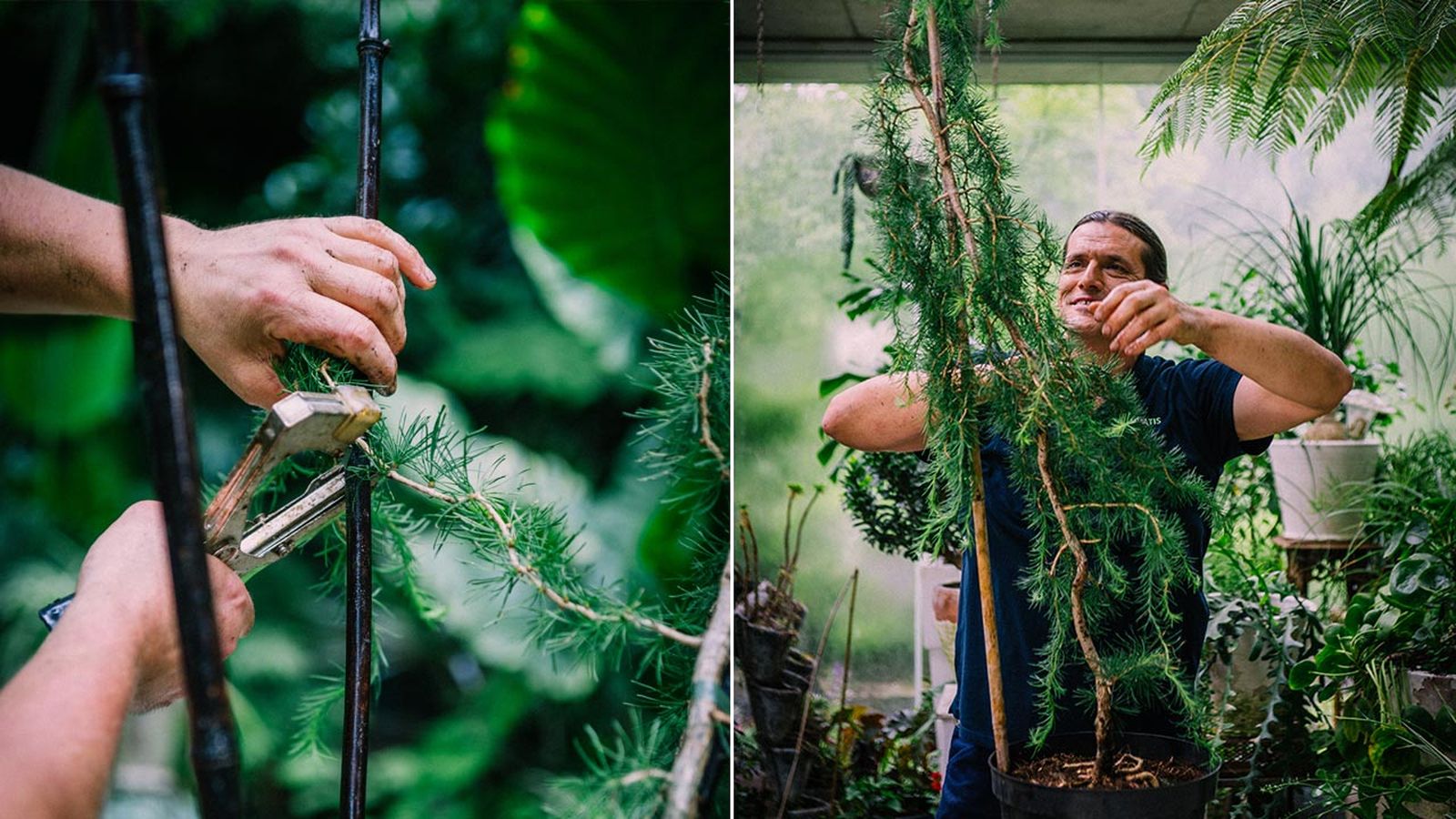 brico 1034 alerce larix decidua horstmann recurved xl