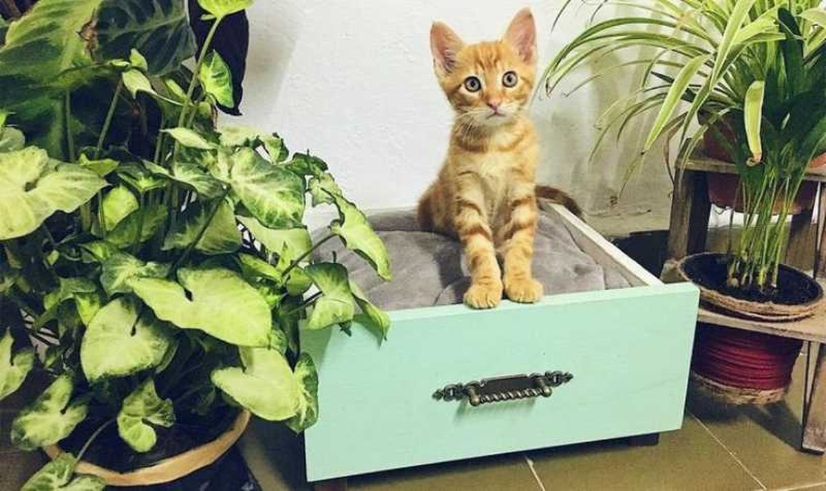 Camita para gato hecha con cajón de madera.