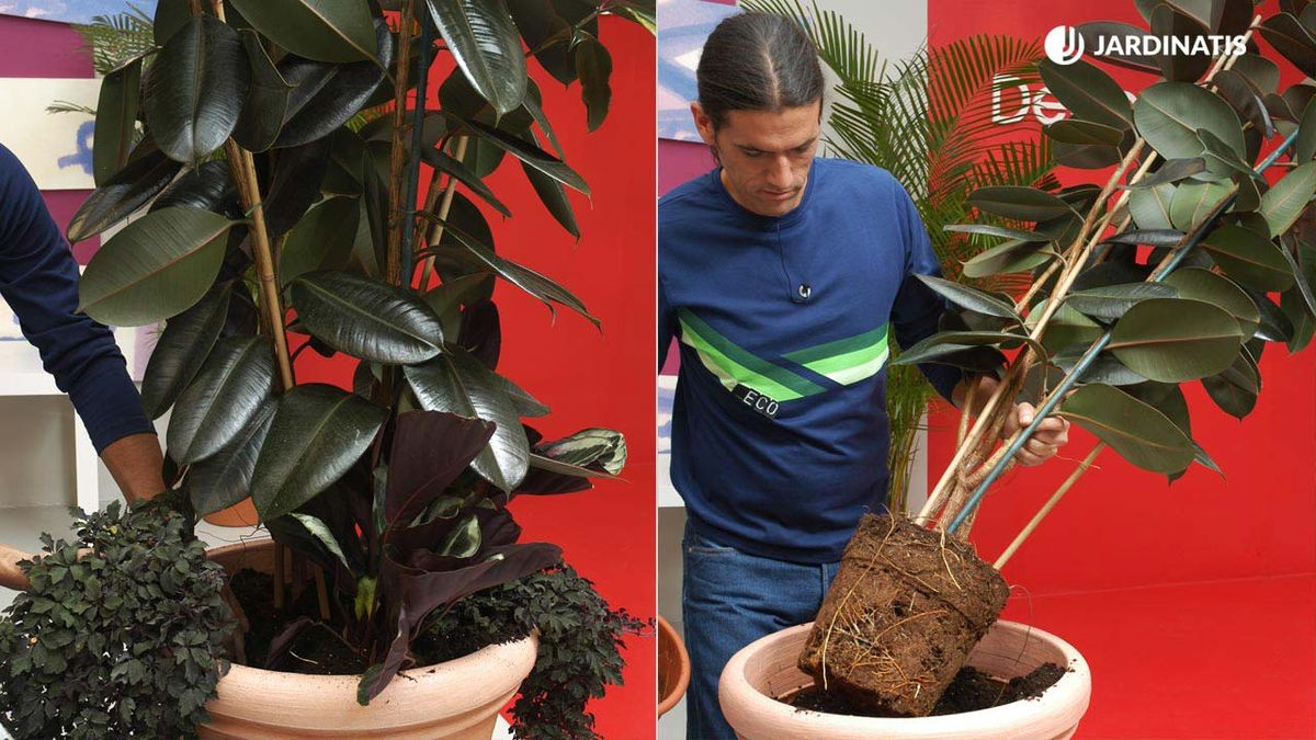 composicion con ficus robusta xl deco jardin 115
