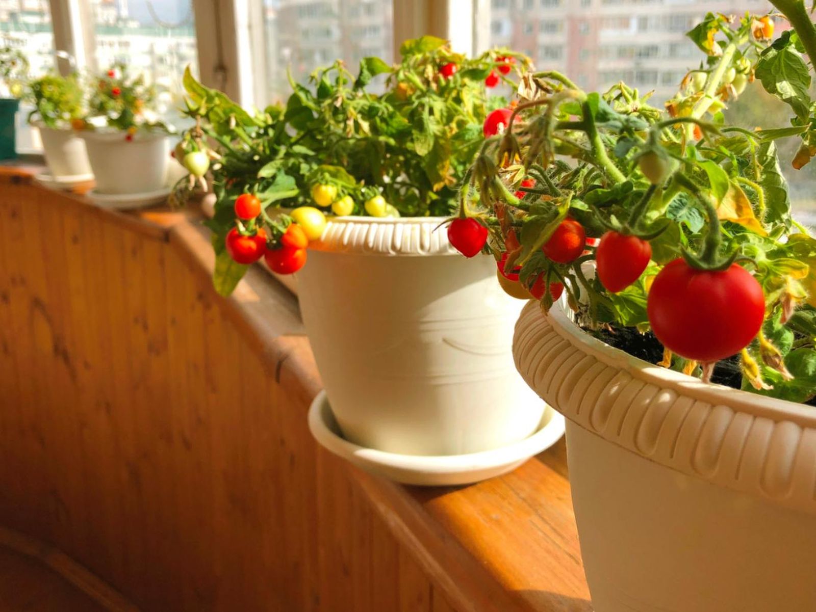 Tomates cherry.