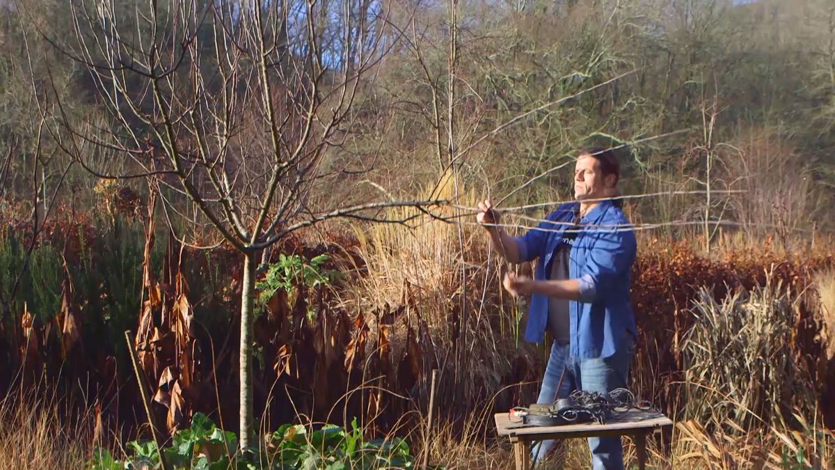 brico 983 3 conseguir manzano frutos cuerda