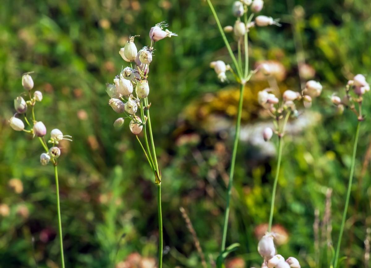 La colleja se adapta a suelos poco fértiles .