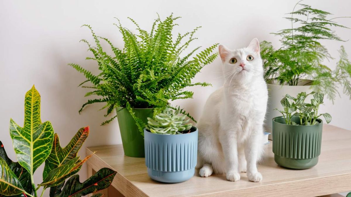 plantas de interior dificiles de cuidar