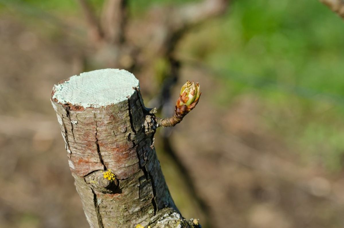 Rama podada de peral con pasta antifúngica.