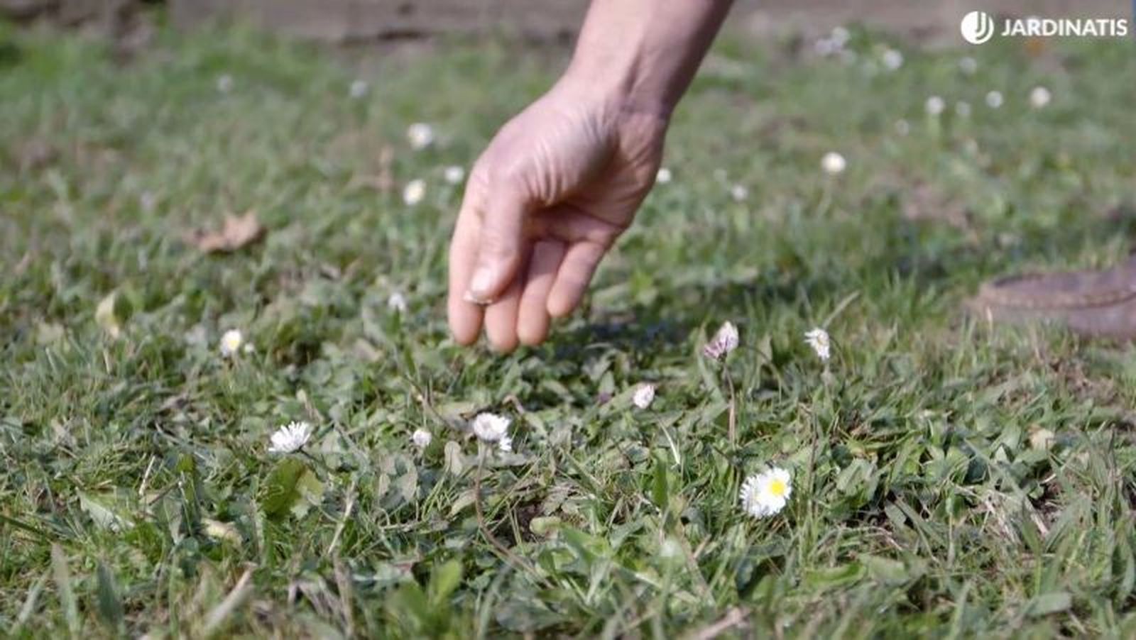 El exceso de humedad por lluvias hace que proliferen las margaritas.