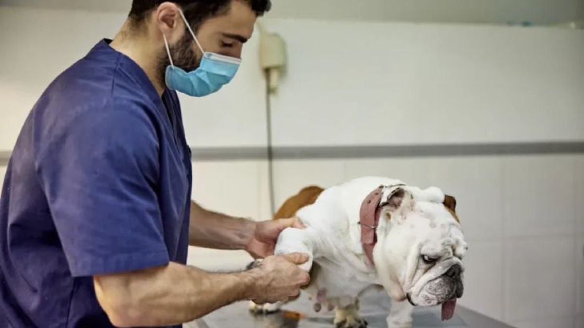 artrosis en perros 3