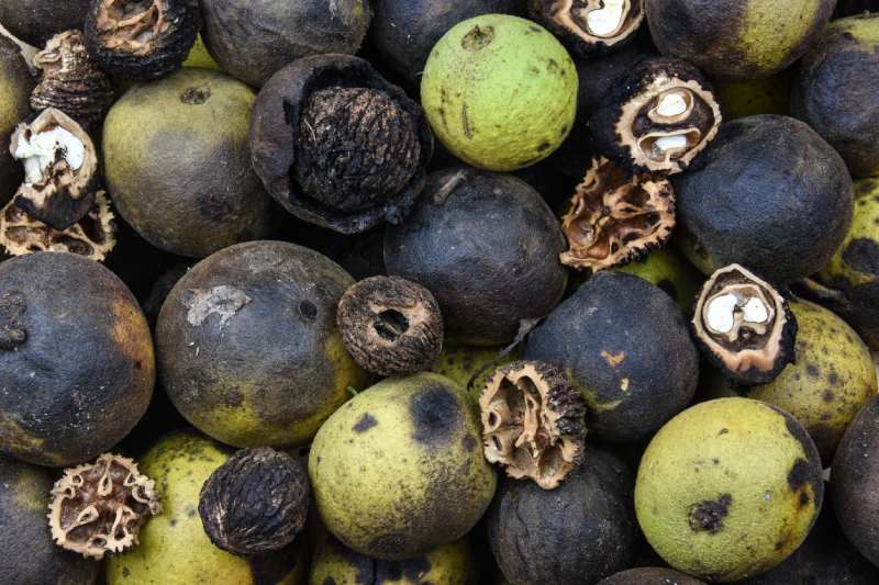 Nueces negras en varios grados de maduración