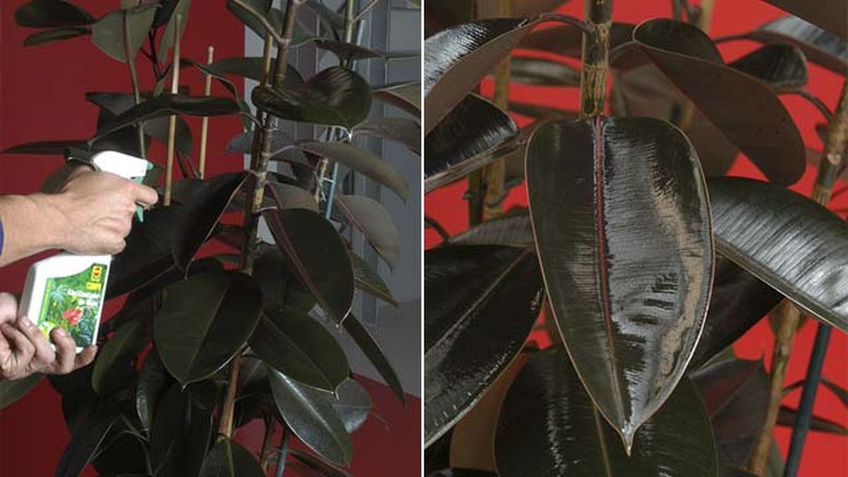 cuidados composicion con Ficus Robusta, Calatheas y Mikanias deco jardin 115