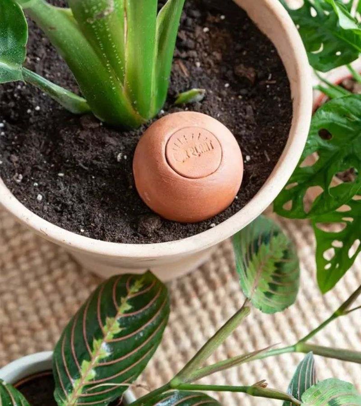 Burbuja Autorriego Natural 350ml