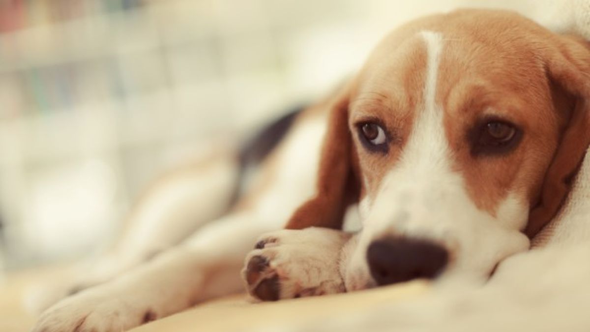 como saber si mi perro tiene fiebre