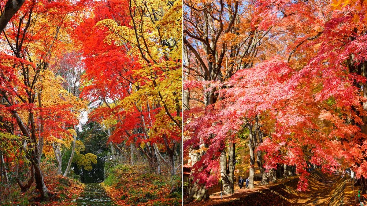 Momiji koyo otono en japon