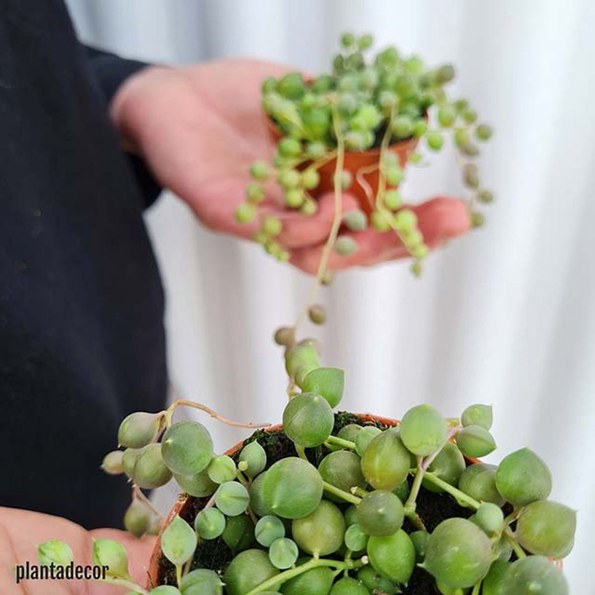 rowleyanus unidos plantadecor jardinatis