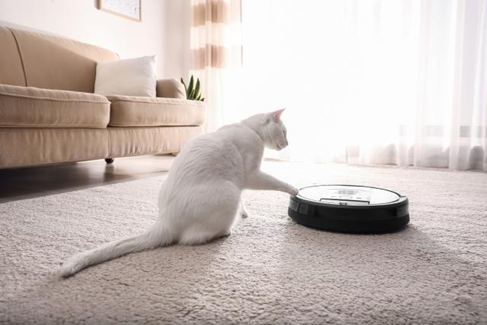 gato blanco robot aspirador