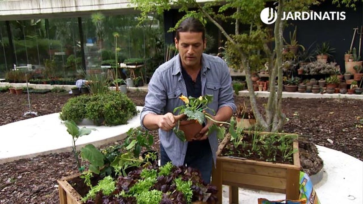 cosechar calabacines  deco 655 jardin