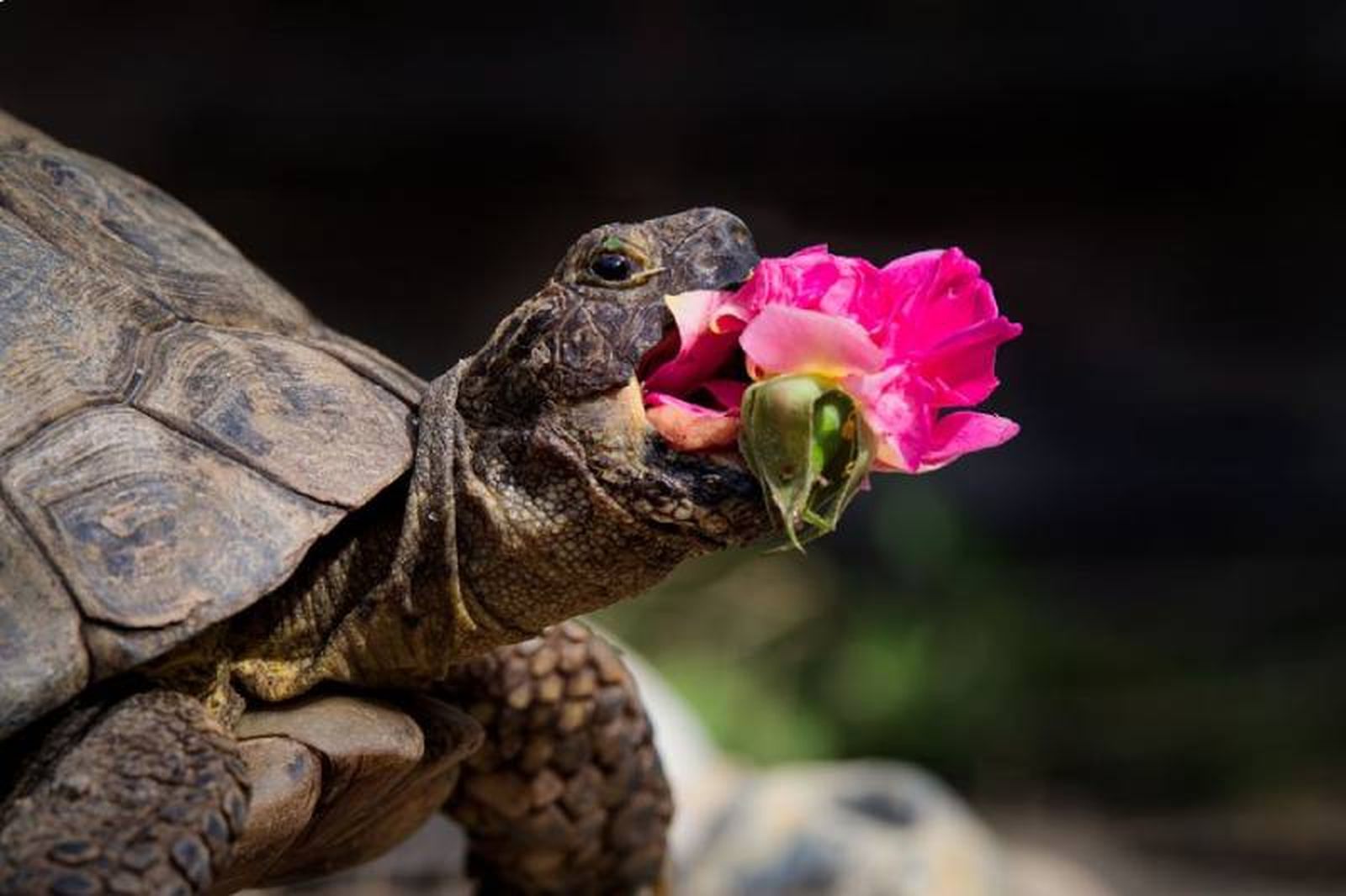 The New Rose / Fuente: Jonathan Casey - The Comedy Pet Photography Awards 2024