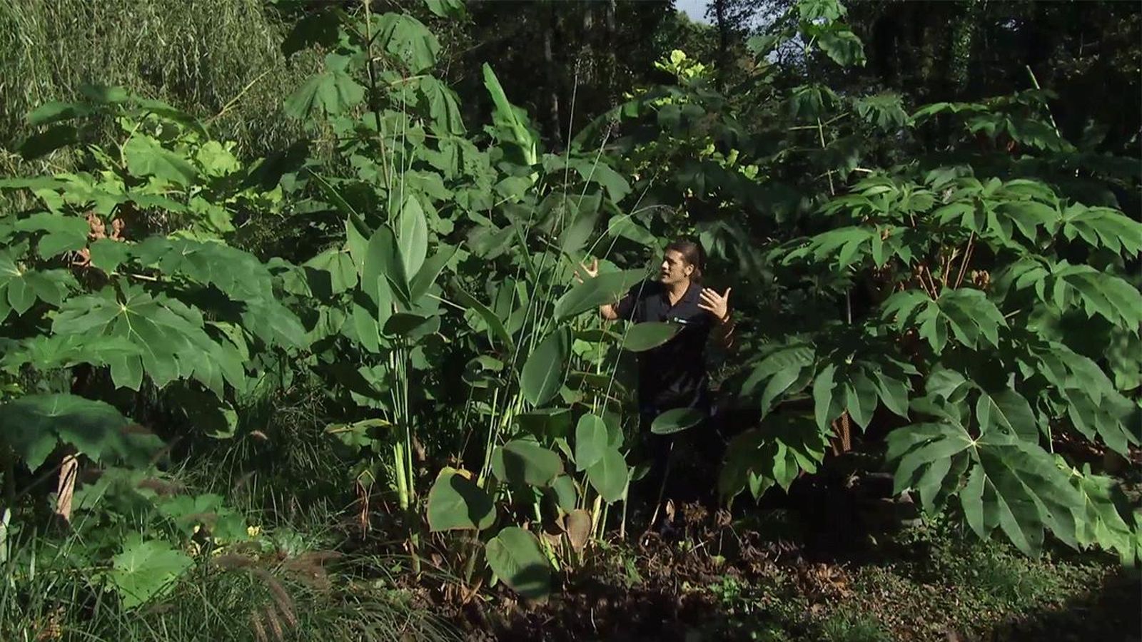 deco 751 jardin plantas hojas singulares xl