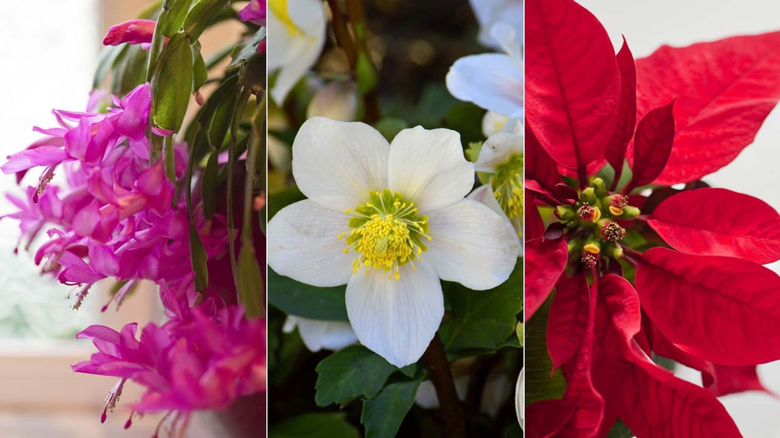 plantas de navidad jardinatis