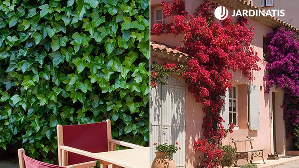 diferentes plantas decorar fachadas