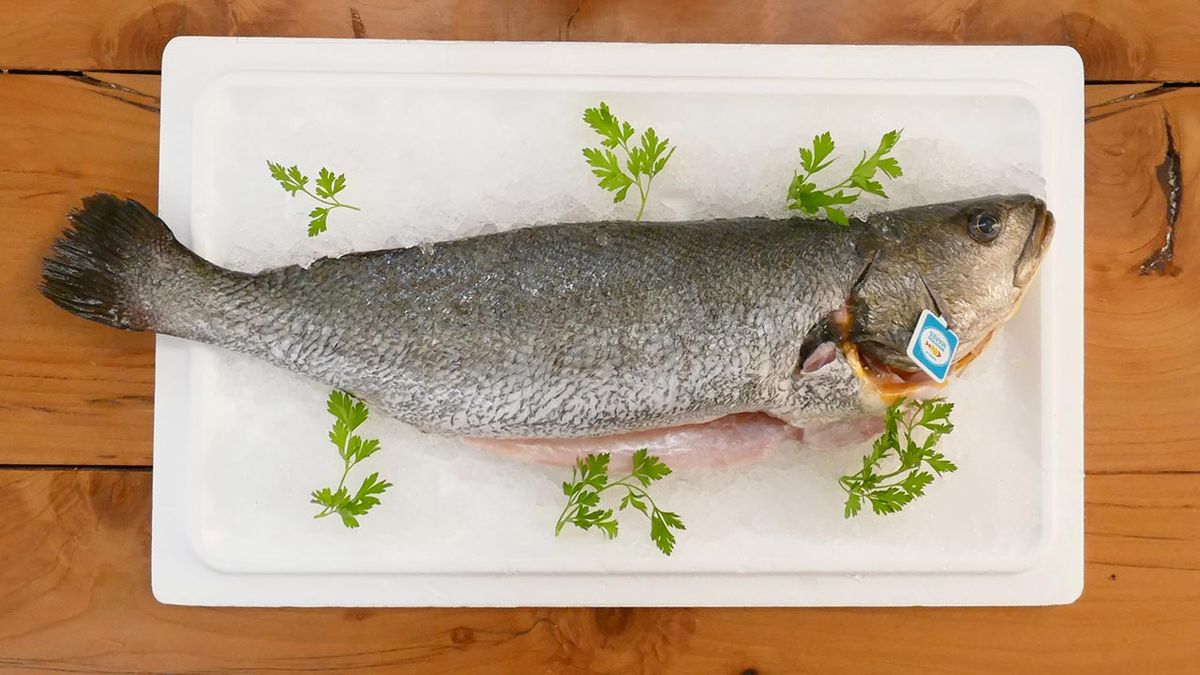 Artículo sobre corvina, pescado blanco bajo en grasas  corvina