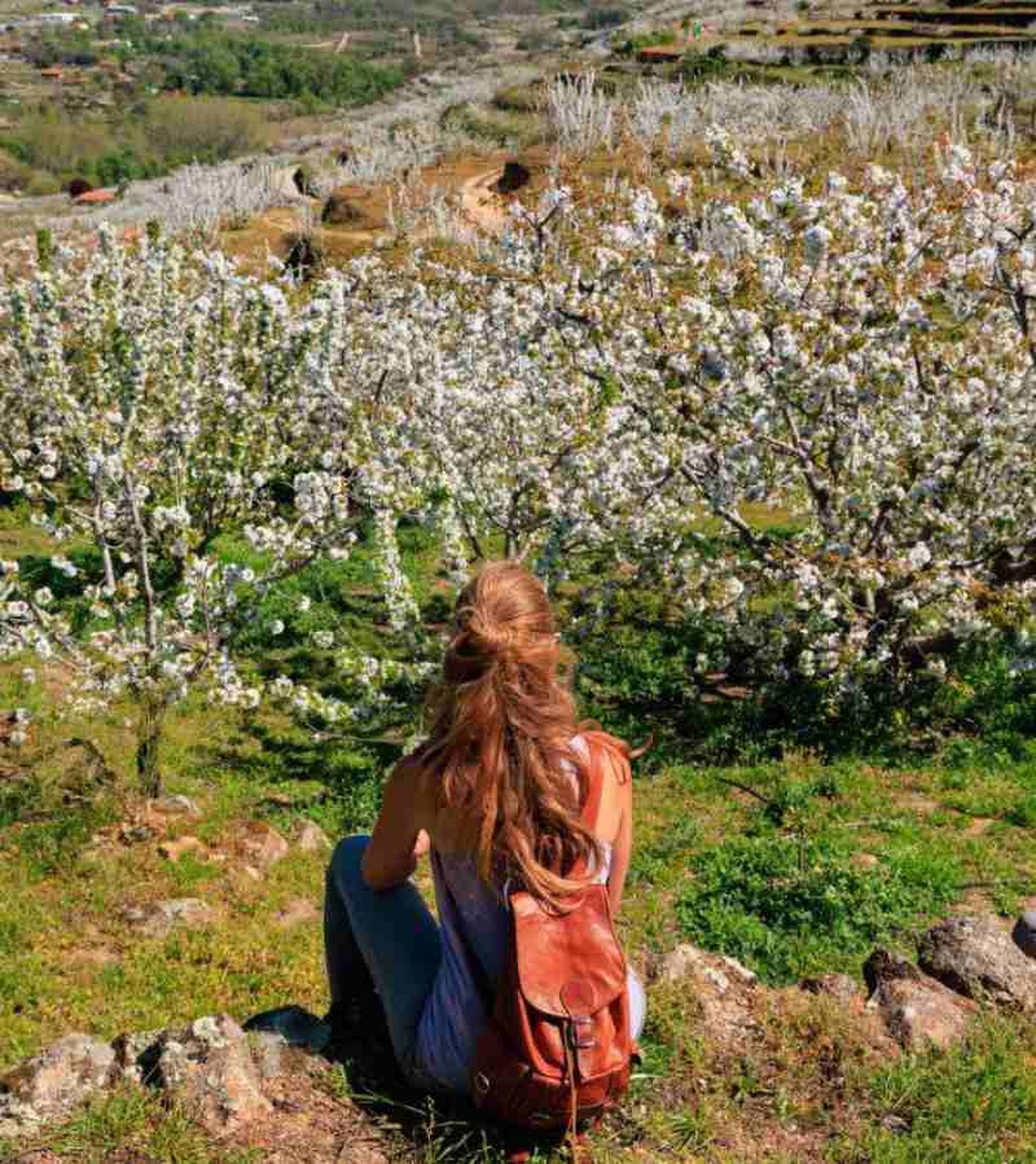 Más de un millón y medio de cerezos en plena floración cautivan a los turistas.