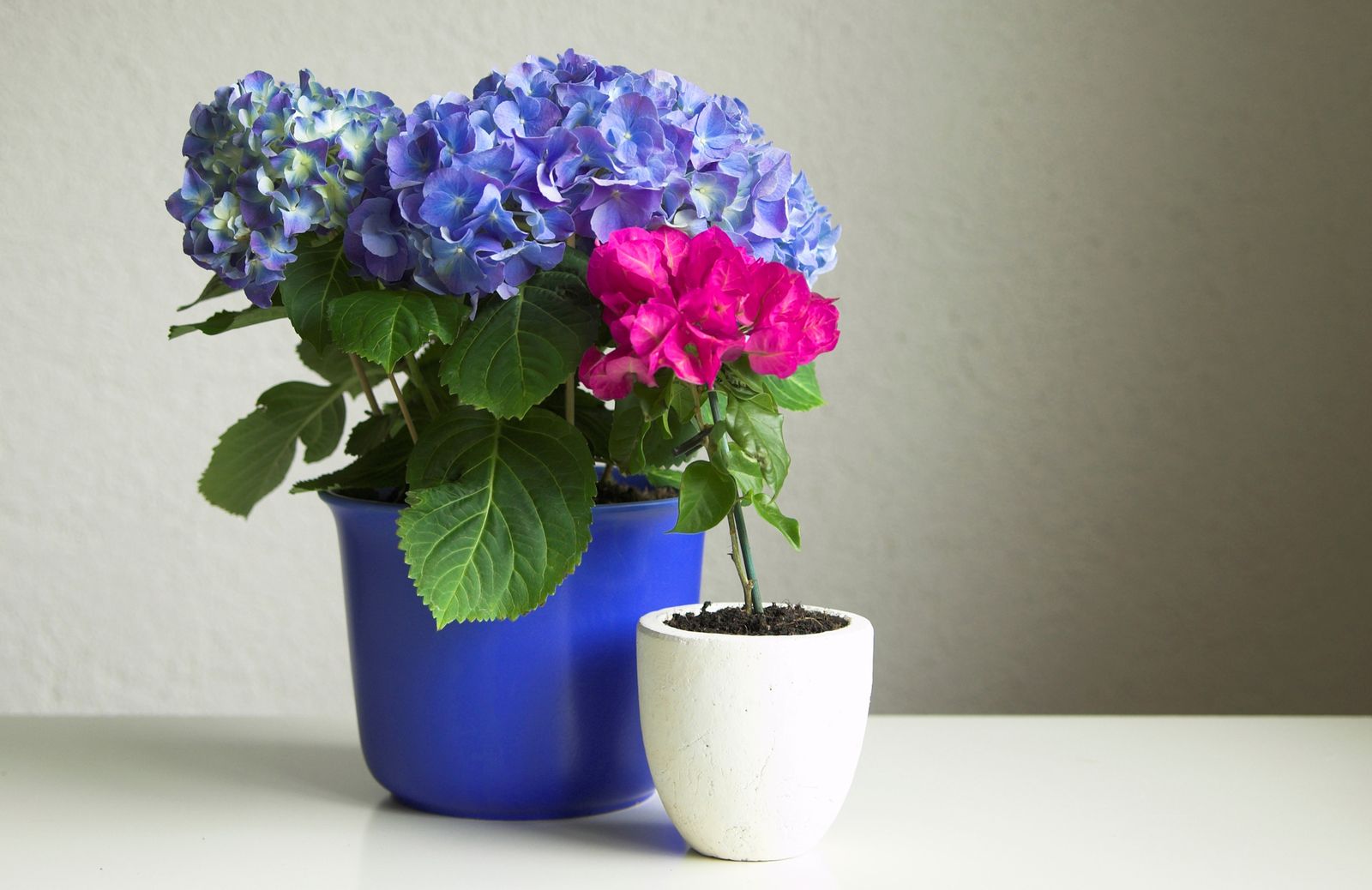 buganvilla hortensia xl