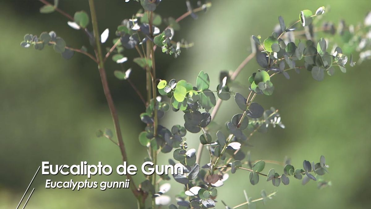 966 Eucalyptus gunnii hojas